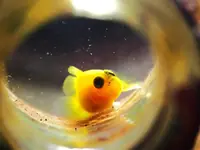 蜥虎鱼