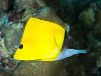 长吻蝴蝶鱼