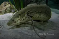 肺鱼