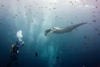 蝠鲼