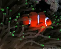 红小丑鱼