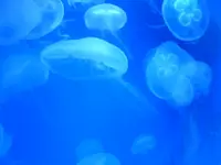 海月水母