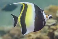 镰鱼