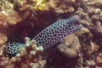裸胸鳝