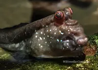 弹涂鱼