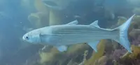 鲻鱼