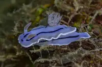 裸鳃类