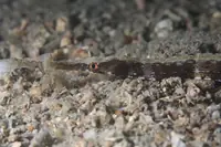 海龙