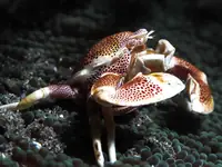 瓷蟹