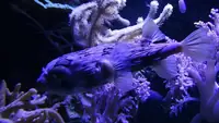 刺鲀
