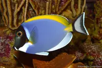 粉蓝刺尾鱼