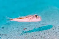 河鲀