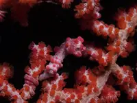 豆丁海马