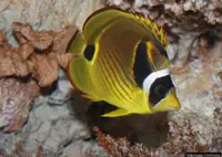 浣熊蝴蝶鱼
