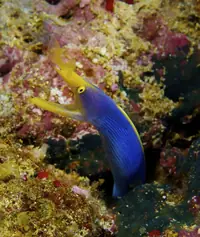丝带鳗