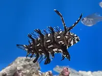移石隆头鱼