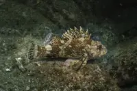 鲉鱼