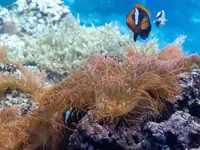 海葵