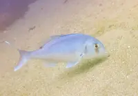 鲷鱼