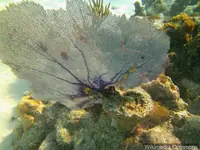 海扇