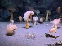 海笔