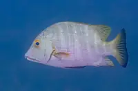 笛鲷
