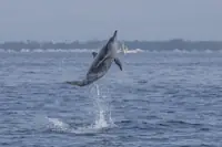 飞旋海豚