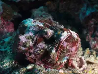 石头鱼