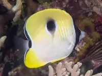 泪滴蝴蝶鱼