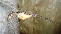 大肚海马