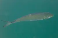 鲹鱼