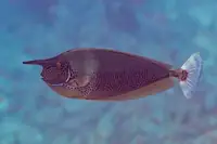 独角鱼