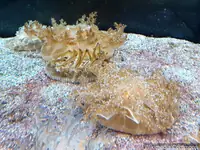 倒置水母